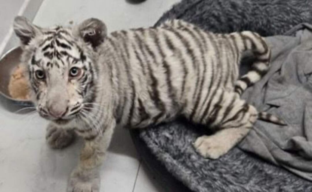 Durante el operativo se aseguró droga, 100 mil pesos y un cachorro de tigre de bengala en una vivienda de la frontera de Nogales, Sonora (26/02/2025). Foto: Mesa de Seguridad Sonora