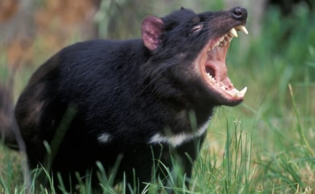 Demonio de Tasmania, la especie que Chris Hemsworth ayuda a salvar