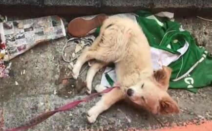 Rescatan a cachorra que vivía en marquesina de casa de Neza