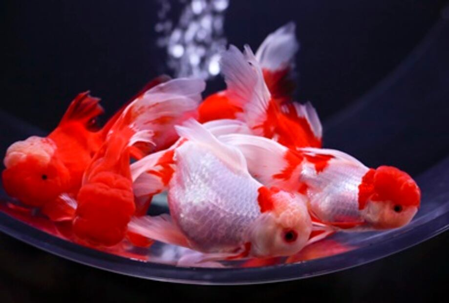 Una exposición en Tokio reinventa los acuarios tradicionales