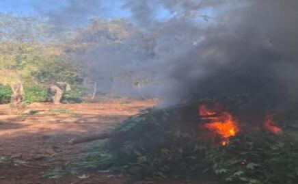 Ejército y Guardia Nacional destruyen sembradíos de marihuana en Sinaloa; decomisan armas y detienen a un sospechoso