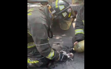 VIDEO: Rescatan a gatito de incendio en Santa María la Ribera, alcaldía Cuauhtémoc