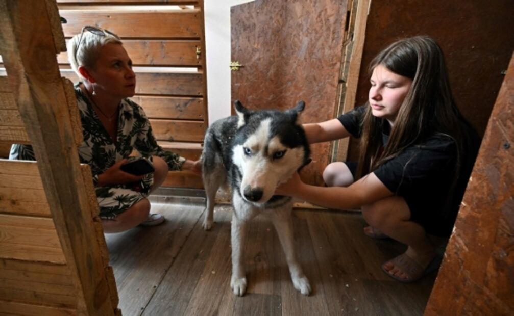 Perritos y gatitos esperan en refugio temporal un nuevo hogar en plena guerra en Ucrania