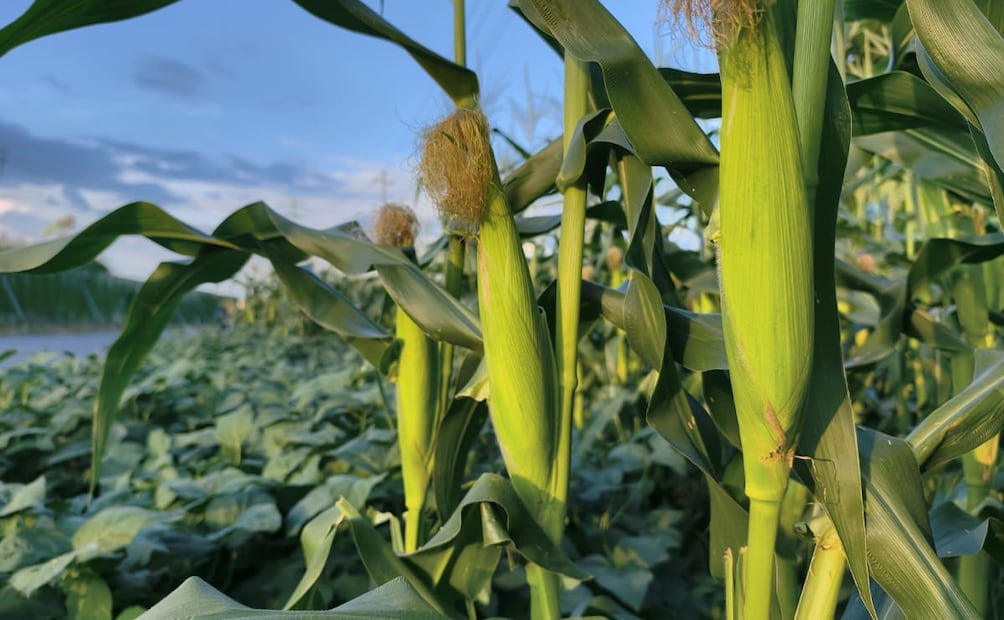 Para fabricar en México una parte de esos fertilizantes se requiere de disponibilidad de gas. Foto: Cortesía