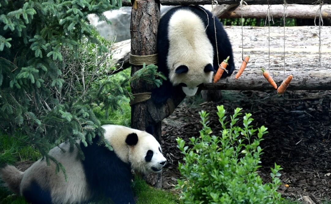 Meimei y Hehe, pandas gemelos. Foto: Xinhua