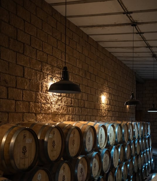 Descubre los procesos de producción del vino durante la temporada de cosecha en Guanajuato. Foto:@rutadelvinoguanajuato