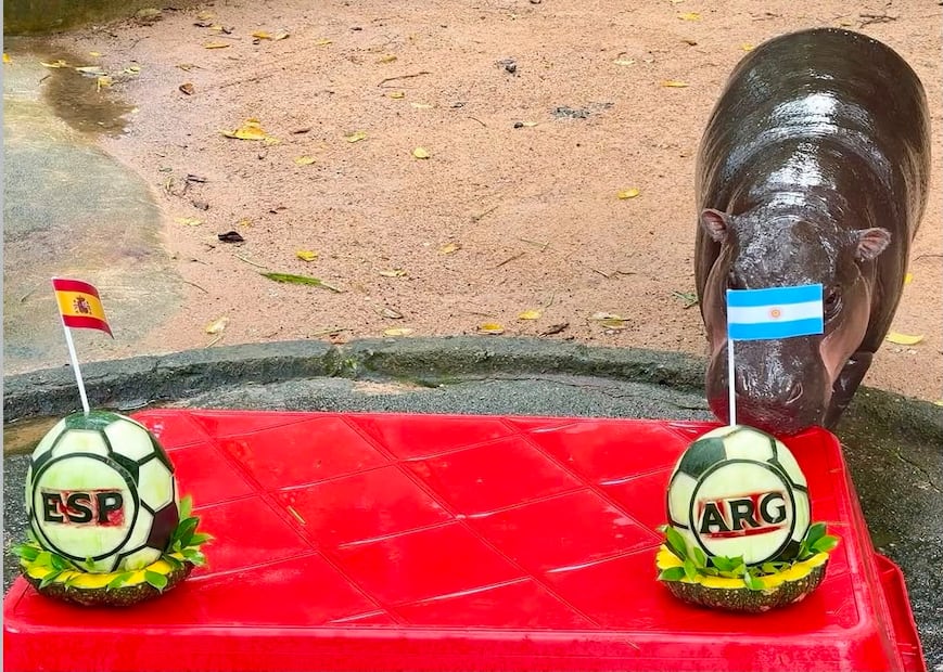 En el video, se muestra al hipopótamo pigmeo caminar cautelosamente a una exhibición de frutas con banderas de Argentina y España. Foto: Khao Kheow zoo