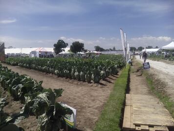 Anuncian Expo Hortícola en Los Reyes de Juárez, Puebla