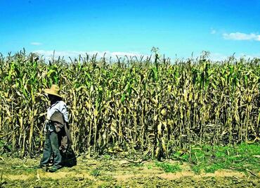 Alista Senado aprobar reforma para sustituir plaguicidas tóxicos en México