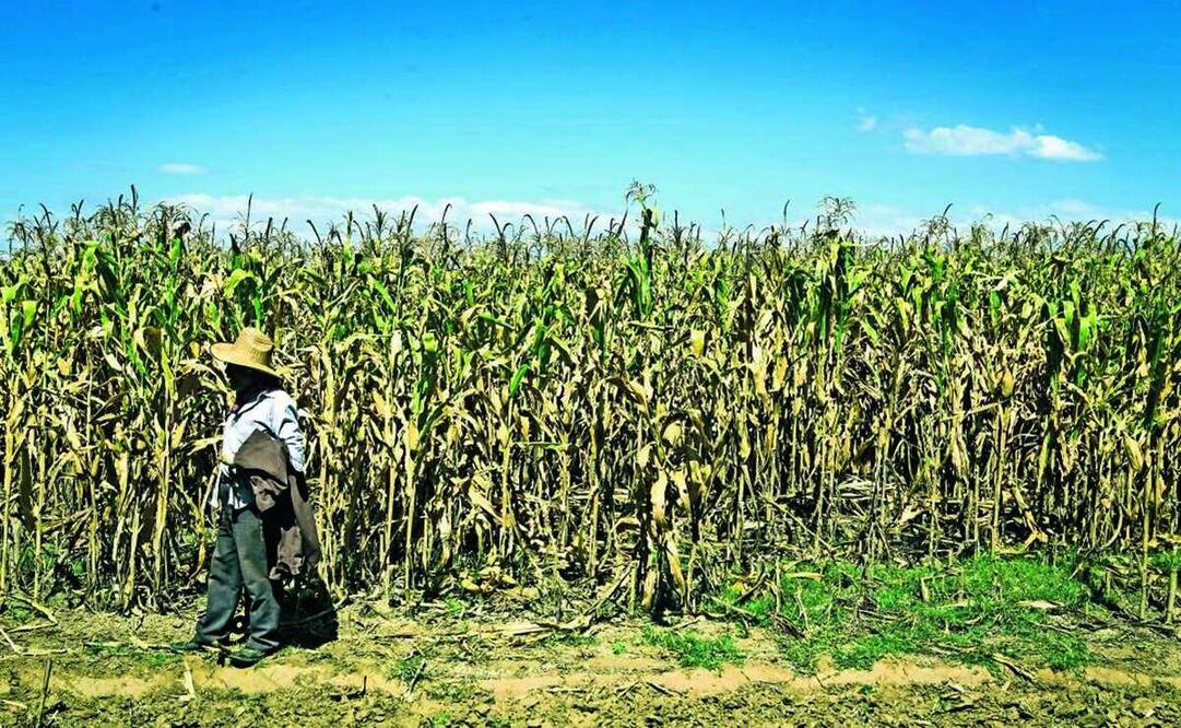 También buscarán alternativas a los mismos que permitan mantener la producción y soberanía alimentaria. Foto: Archivo/EL UNIVERSAL