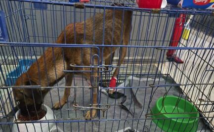 Detectan gusano barrenador en perrita de Yucatán; es el segundo caso en caninos