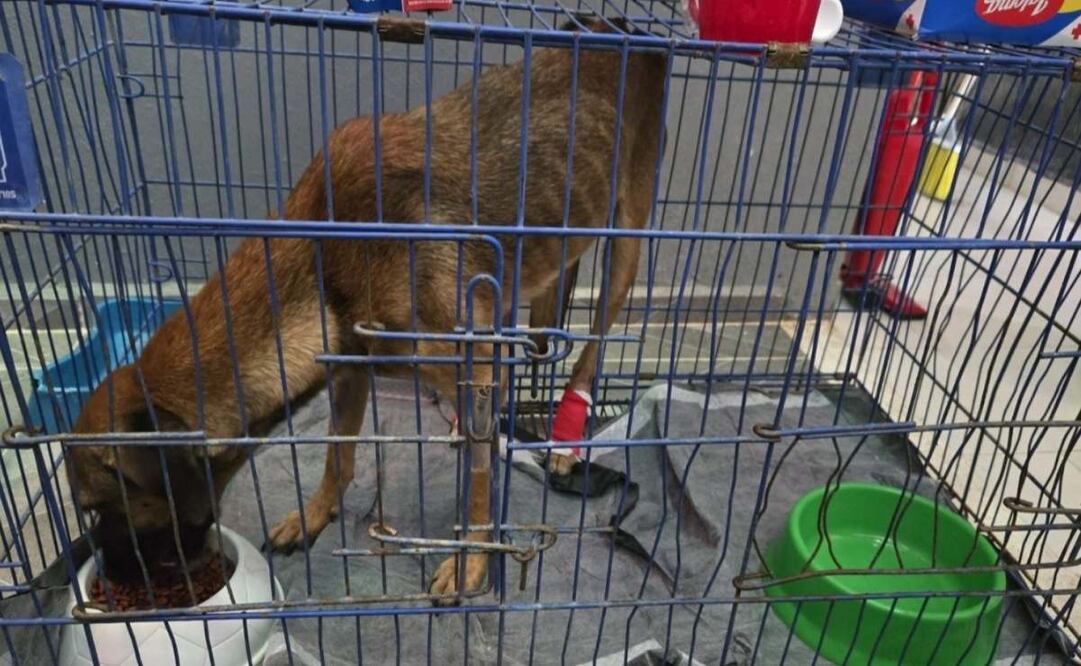 Detectan gusano barrenador en perrita en Yucatán (15/07/2025). Foto: Especial