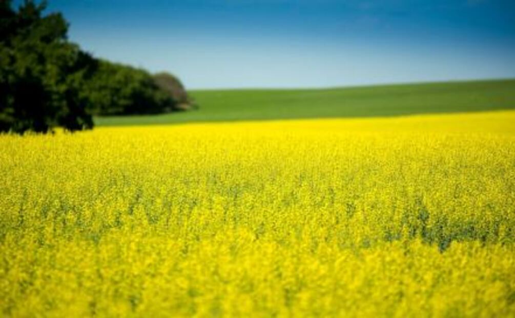 Aprende a cocinar con aceite de canola