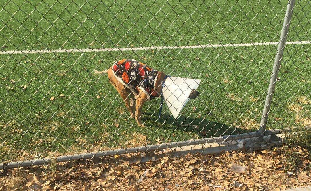 Perrito atropellado pide una silla de ruedas para Navidad