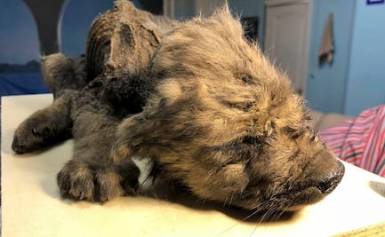 Hallan cachorro congelado de hace unos 18 mil años