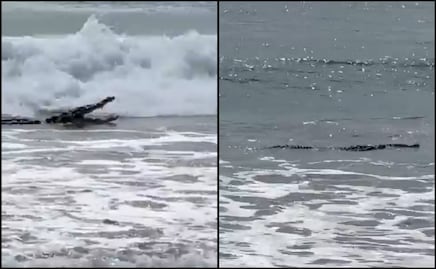 VIDEO: Sorprende a turistas cocodrilo en playa El Palmar en Ixtapa Zihuatanejo