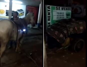 Aseguran en Hidalgo a caballo que jalaba carreta con combustible presuntamente robado