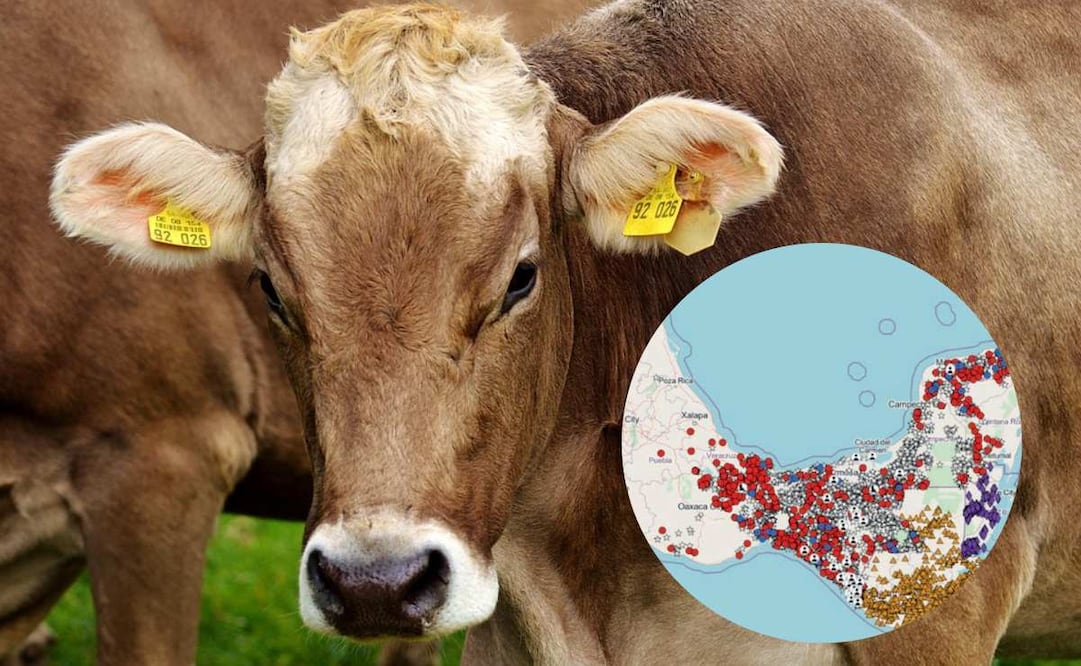 Así han crecido los casos de gusano barrenador en la frontera sur del país (05/10/2025). Foto: SENASICA / Pixabay