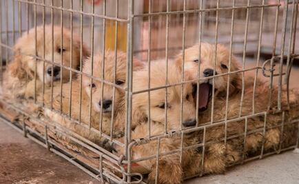 Mueren dos de los cachorros Golden Retriever rescatados en Iztapalapa 