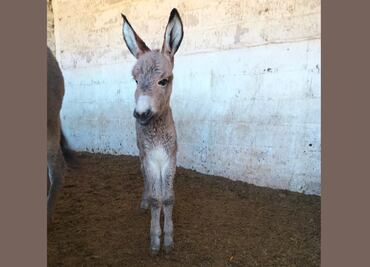 Burrolandia busca nombre para la burrita recién nacida en el santuario de Edomex