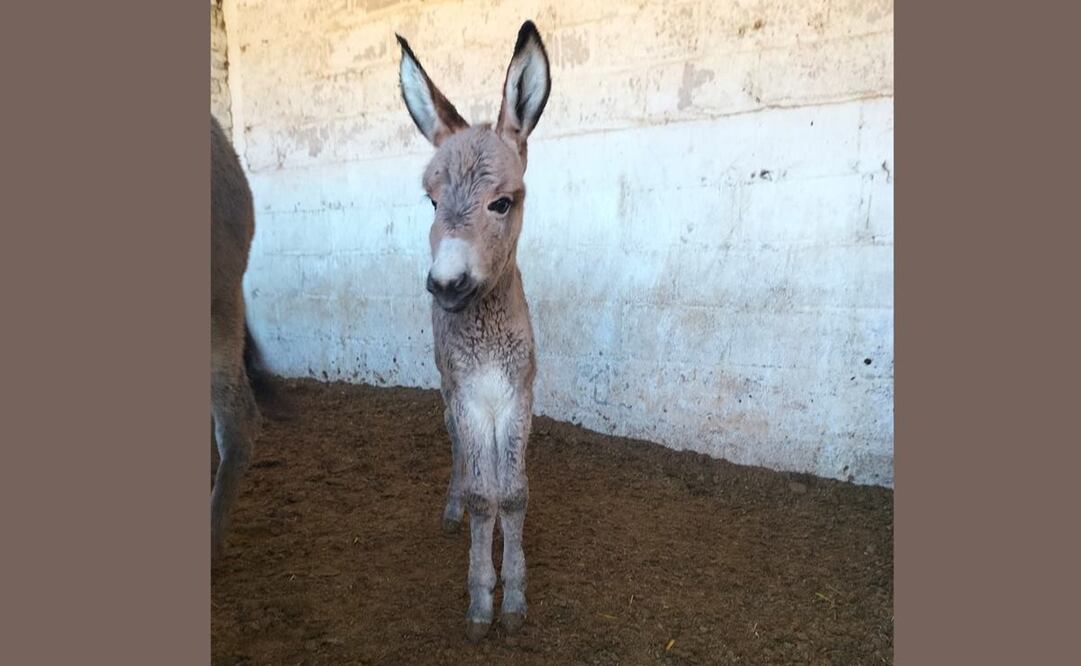Foto: Tomada de @Burrolandia_mx