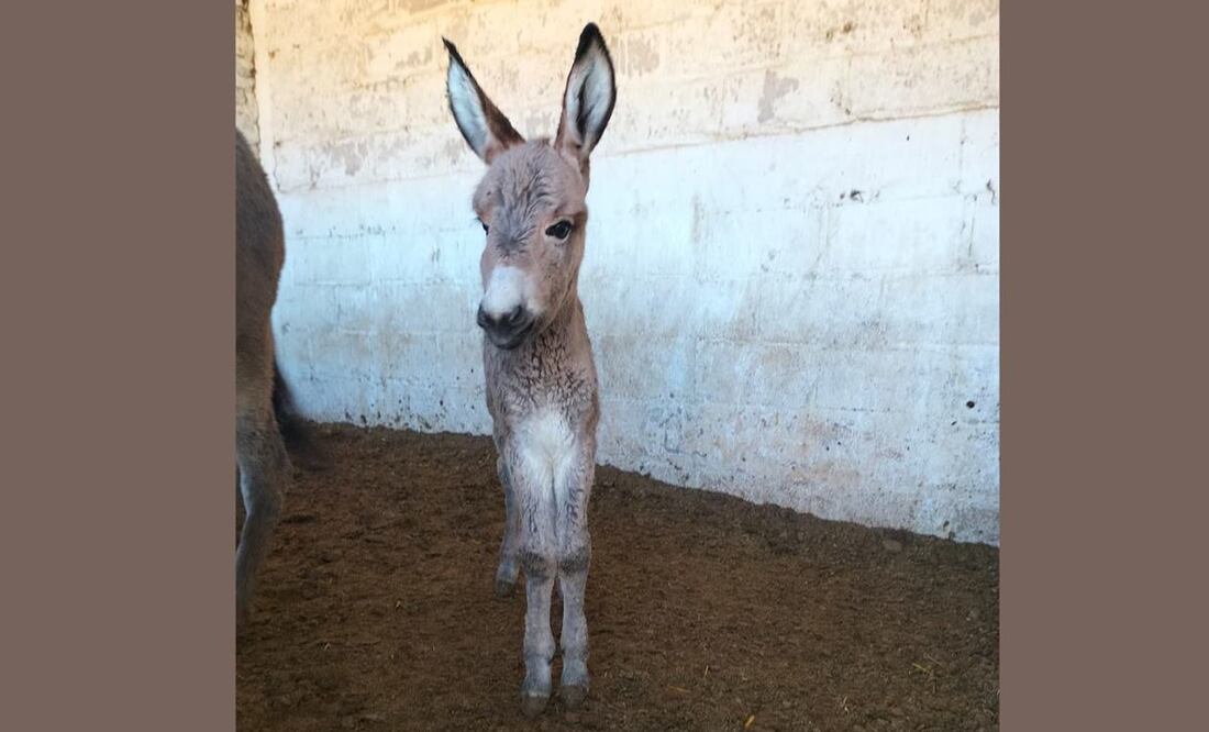 Foto: Tomada de @Burrolandia_mx