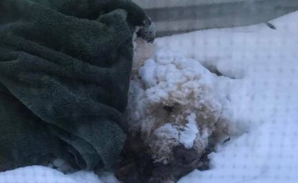 EU: Perro ciego sobrevive 5 noches bajo gélida tormenta invernal