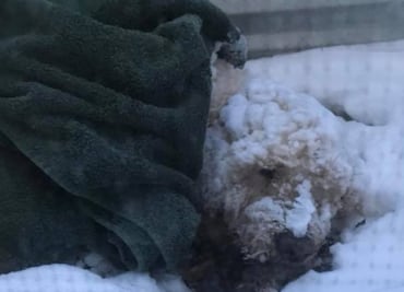 EU: Perro ciego sobrevive 5 noches bajo gélida tormenta invernal