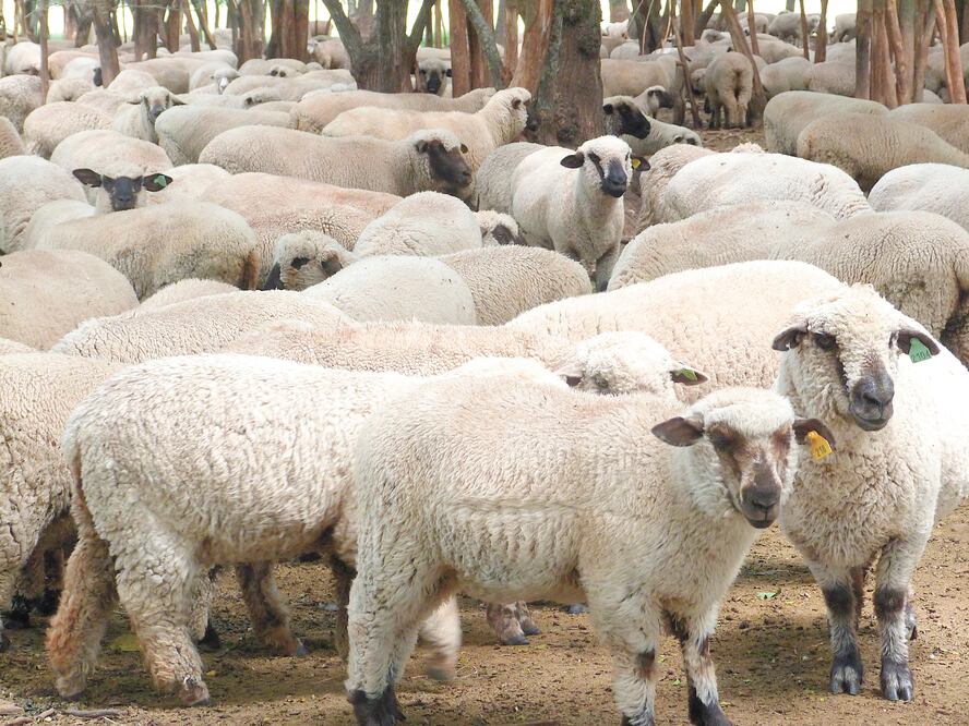 Foto: archivo/ EL UNIVERSAL