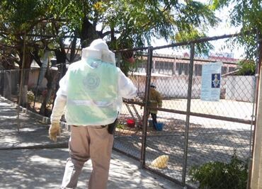 Controlan ataque de abejas africanas en Oaxaca