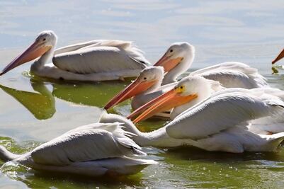 Disminuye número de pelícanos en el Espejo de los Lirios
