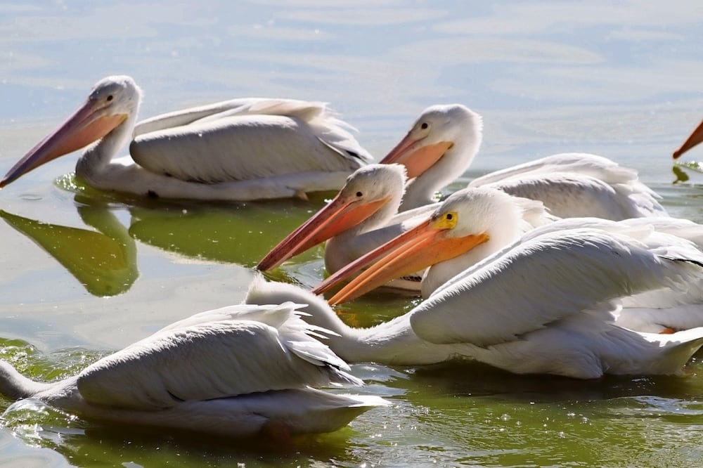Los bajos niveles de agua puede ser una de las causas por la que llegaron pocos pelícanos, dice experto. Foto: Arturo Contreras | El Universal