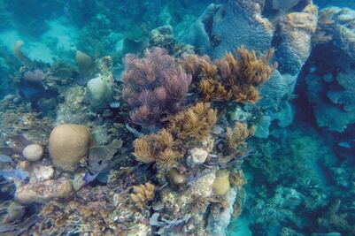 Cambio climático pone en peligro a arrecife en la Riviera Maya