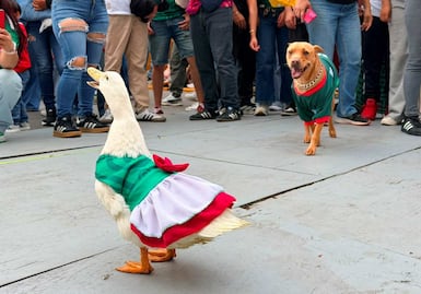 FOTOS La patita "Juanita" y el perrito "Sultán" asisten al FIFA Fan Fest para apoyar a México; causan sensación entre aficionados
