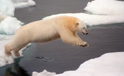 Advierten que en 15 años puede desaparecer el hielo polar en verano