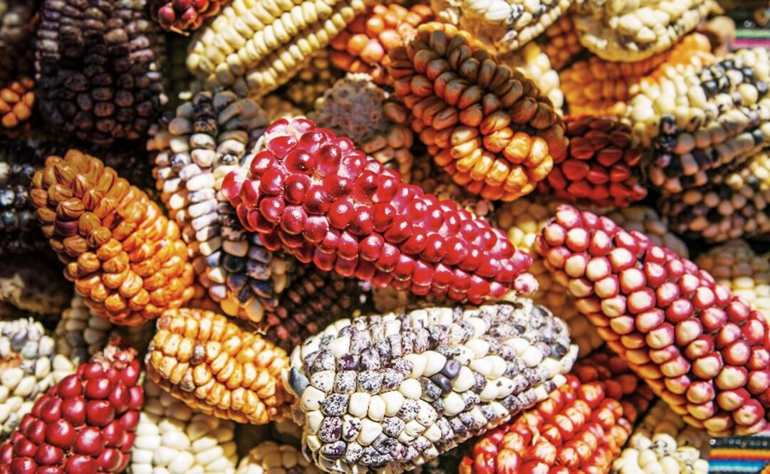 Corn - Photo: File Photo/EL UNIVERSAL