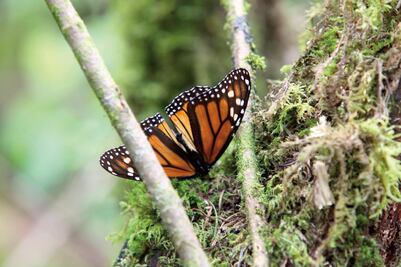 Mariposa Monarca sufre problemas de migración