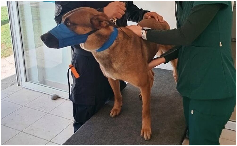 “Myozsi” destaca por su labor de Seguridad en la prisión de más alta seguridad del Estado de Guanajuato (21/01/2025). Foto: Especial