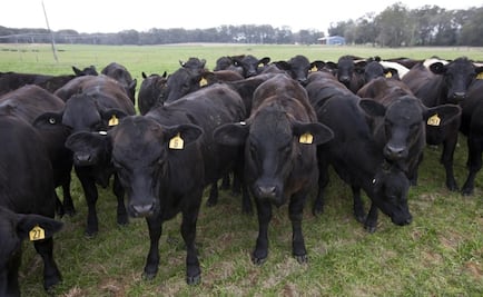 Adaptan ADN de vaca para resistir calentamiento global