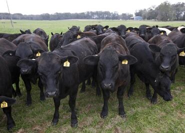 Adaptan ADN de vaca para resistir calentamiento global