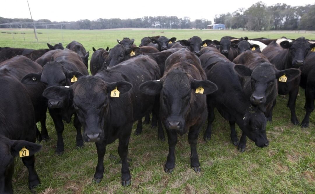 Foto: RALUCA MATEESCU vía Europa Press