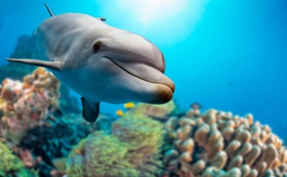 ¿Sabías que las orcas pertenecen a la familia de los delfines? Te contamos todo al respecto