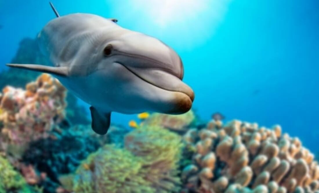 Live Science reportó el hallazgo de un delfín "con pulgares". / Foto: archivo.