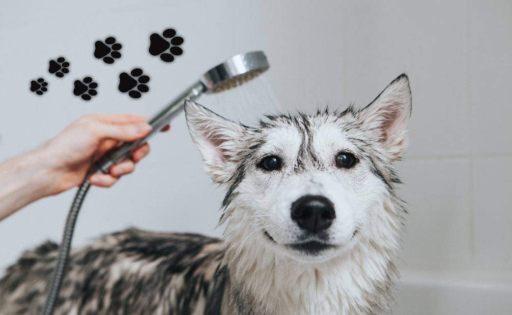 El secreto para un baño tranquilo está en la anticipación y las recompensas deliciosas. Foto: Canva