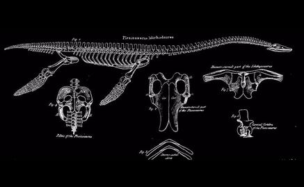 Francia no subastará esqueleto de dinosaurio