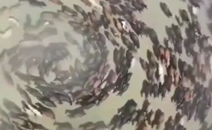 Esta es la enfermedad que provocaría que los animales caminen en círculos 