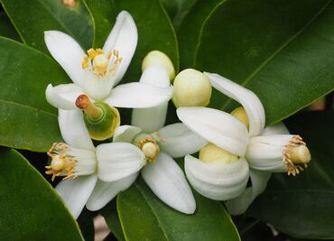 Qué es la flor de azahar y para qué sirve