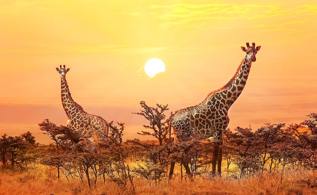 Estos hermosos animales se encontraban en casi toda África, pero, actualmente, ya están extintos por lo menos en 7 países. Foto: Istockphoto 