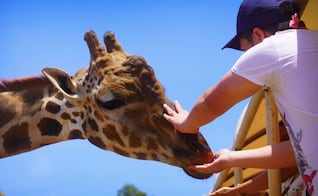 Cuánto cuesta la entrada a Reino Animal, el safari mexicano