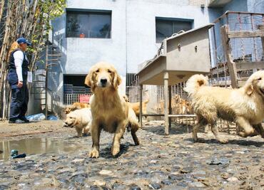 Clausuran criadero clandestino de perros